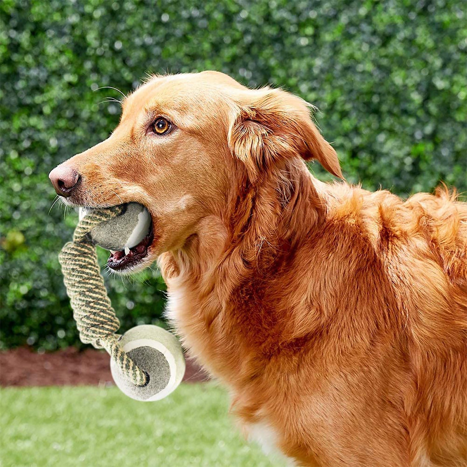 Pet Dumbbell Chew Toy